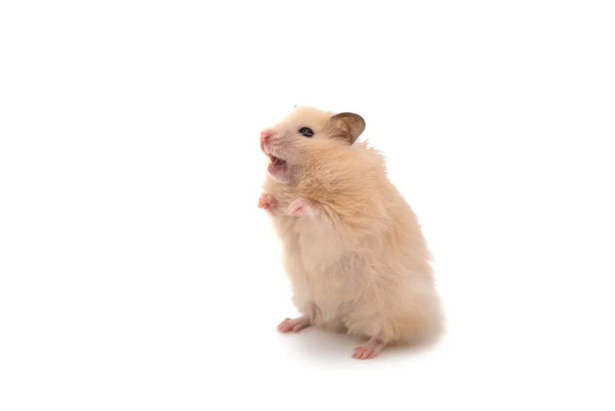 Factors That Make Hamsters Unsafe for Toddlers