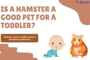Is a Hamster a Good Pet for a Toddler