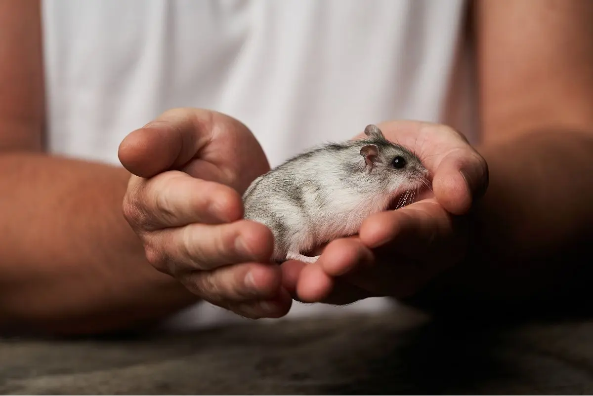Tips for Making Hamsters Safe for Your Toddlers